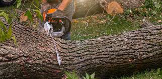 How Our Tree Care Process Works  in  New Plymouth, ID