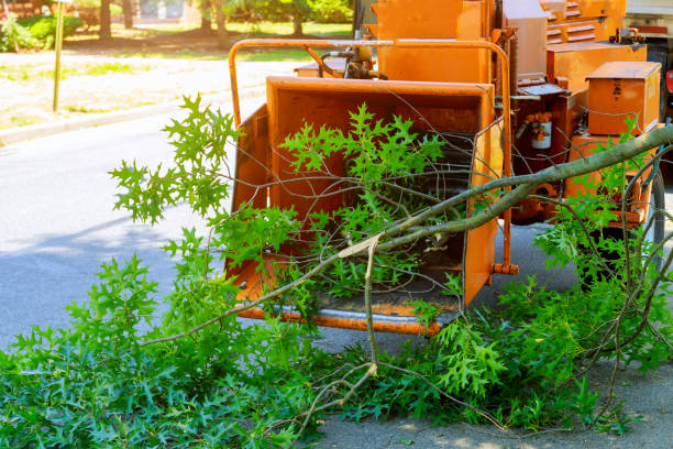 Best Seasonal Cleanup (Spring/Fall)  in New Plymouth, ID