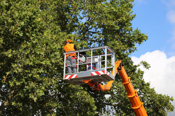 Best Tree Cabling and Bracing  in New Plymouth, ID