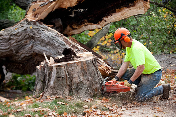 Best Stump Grinding and Removal  in New Plymouth, ID