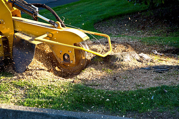 Best Tree Maintenance Programs  in New Plymouth, ID